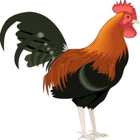 sabong manok panabong png|sabong manok png download .